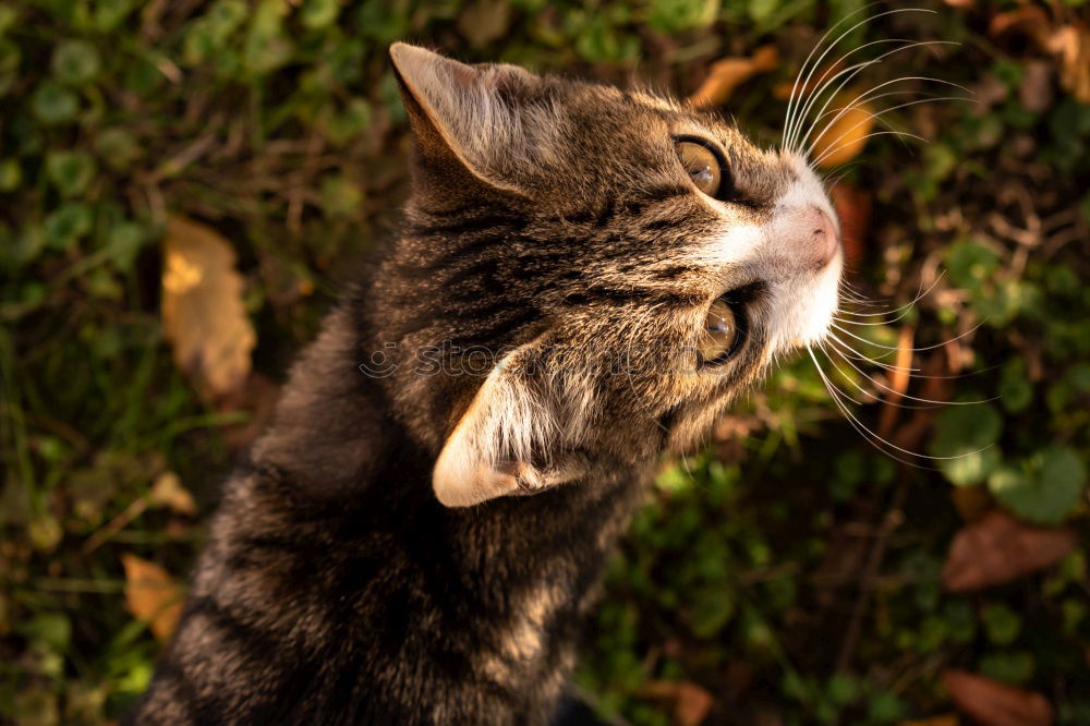 Image, Stock Photo Cosy cat Animal Pet Cat