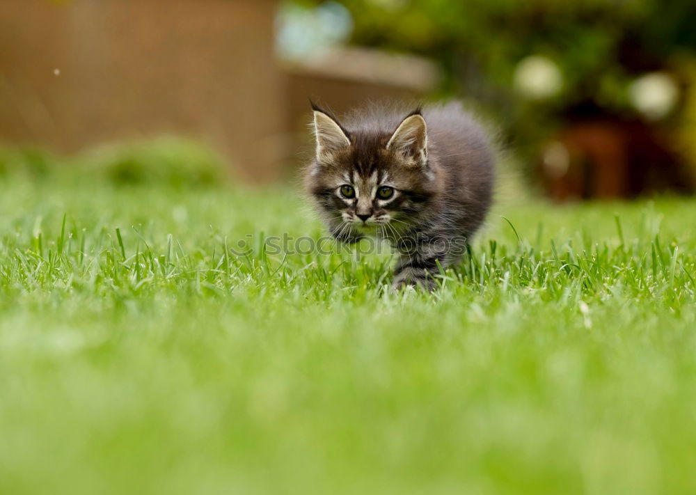 Similar – Young cat playing in the grass…