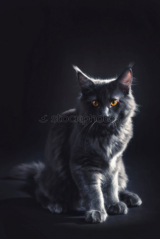 Similar – Maine Coon Cat