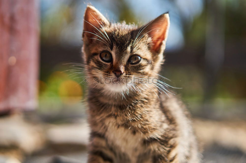 Similar – A Bengal Kitten looking under a sofa