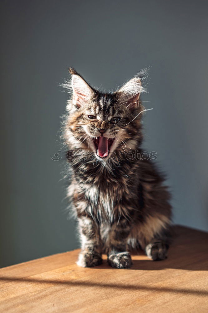 Similar – Cat sitting on hind legs playing with grass