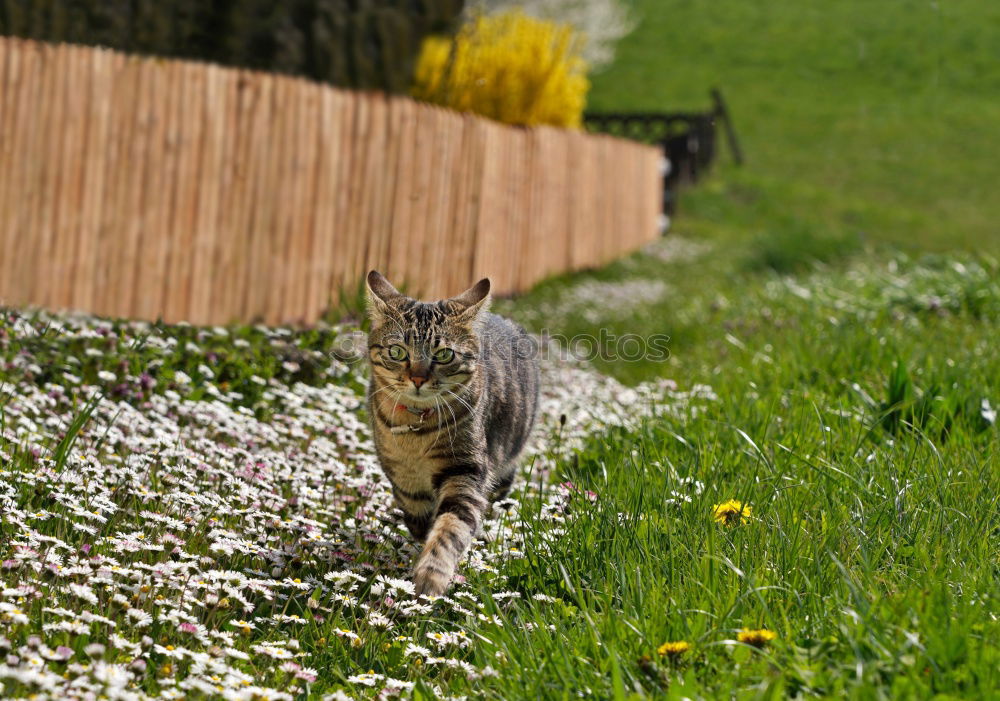 Similar – Foto Bild Komm wir spielen Katz und Maus