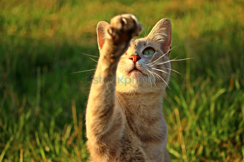 Similar – Image, Stock Photo Playing cats in nature, cat portraits