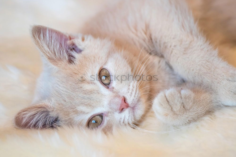 Image, Stock Photo Another cat. Meat Animal