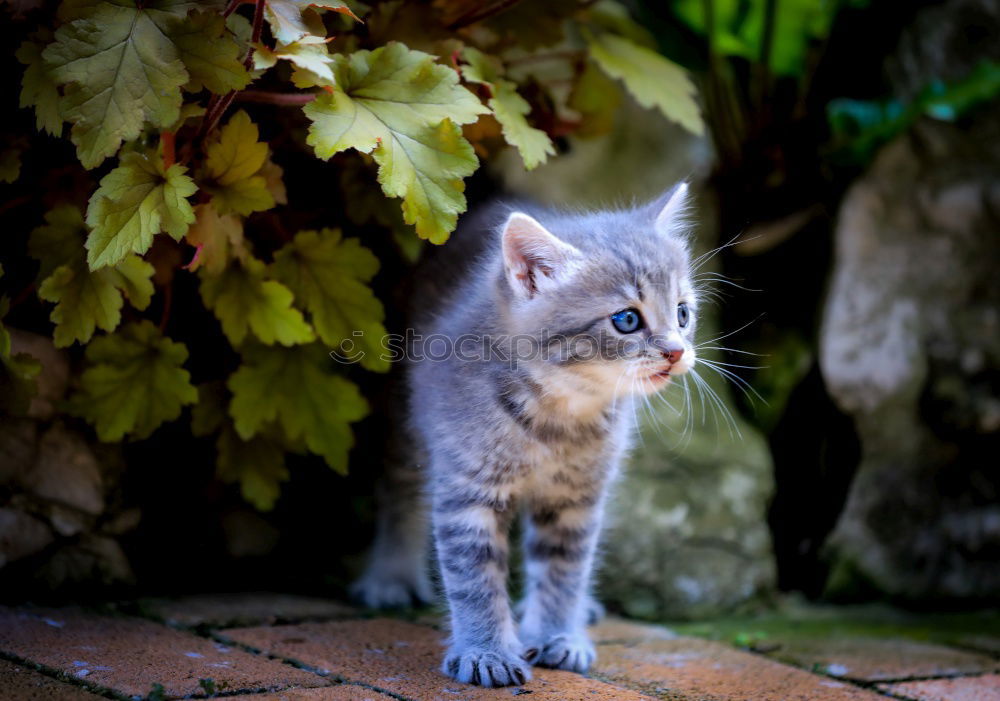 Similar – Small white cat Beautiful