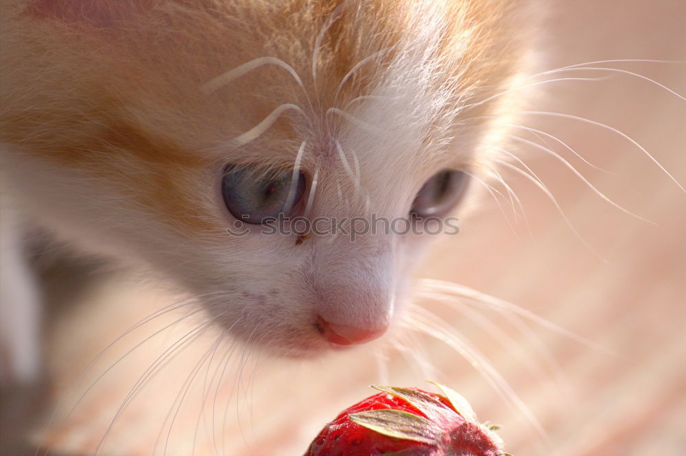 Cute kitty near bunch of poppies