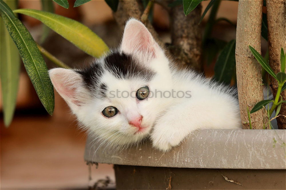 Small white cat Beautiful