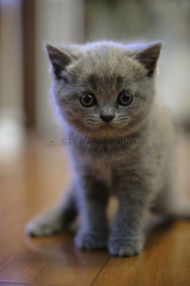 Image, Stock Photo Young siamese cat scratching his ear