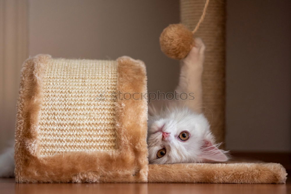 Image, Stock Photo holiday cat Lifestyle