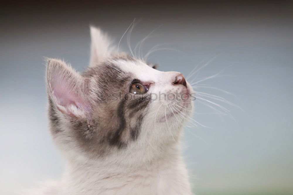 Similar – putzende mietze Katze weiß