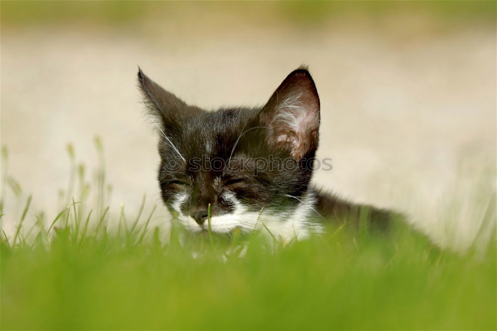 Similar – Image, Stock Photo cat’s life Cat Sleep