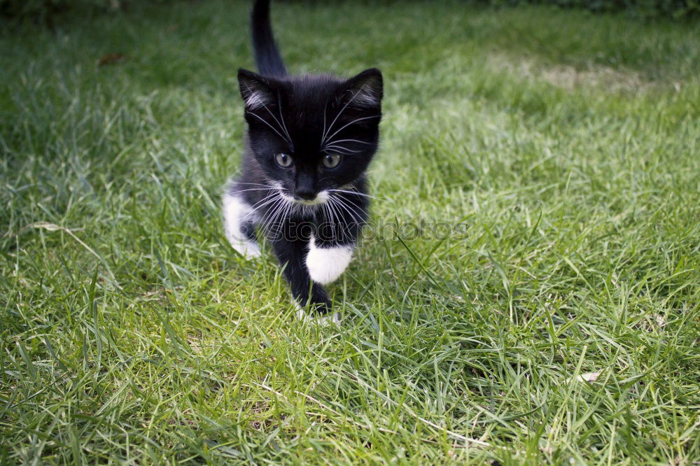 Similar – Image, Stock Photo There’s a black cat lying in wait on the wall.