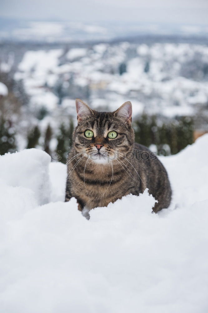 Similar – Dog in the snow Snow Happy