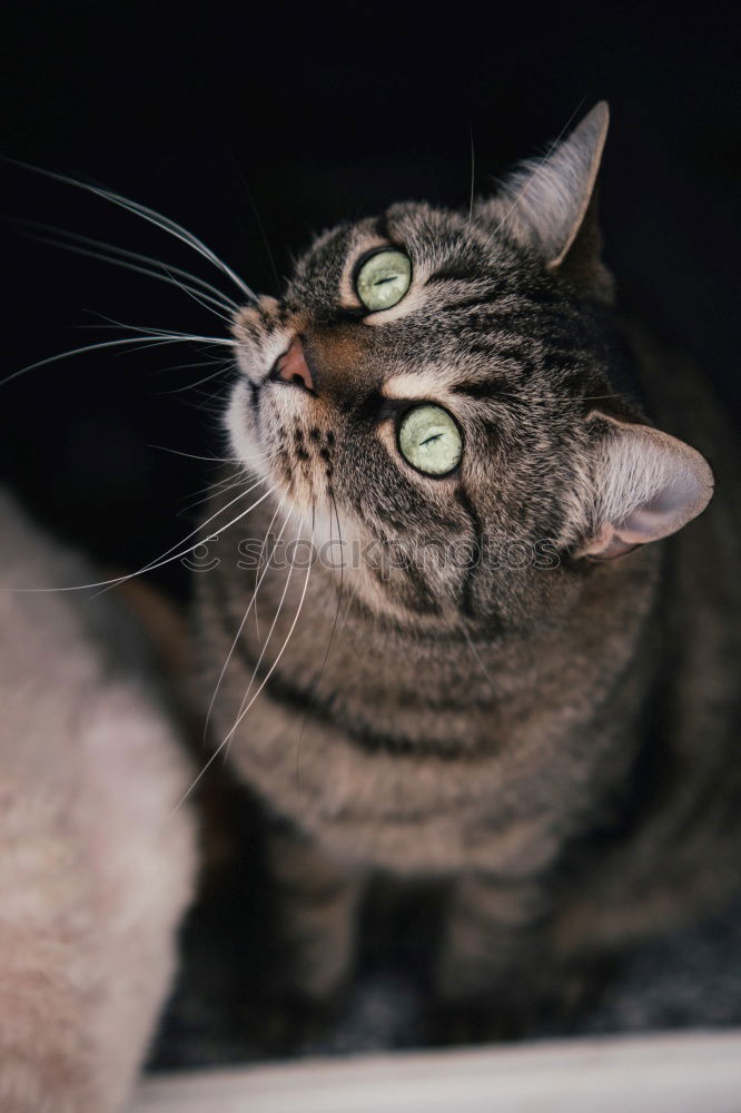 Similar – Image, Stock Photo Low tiger cat with blue eyes