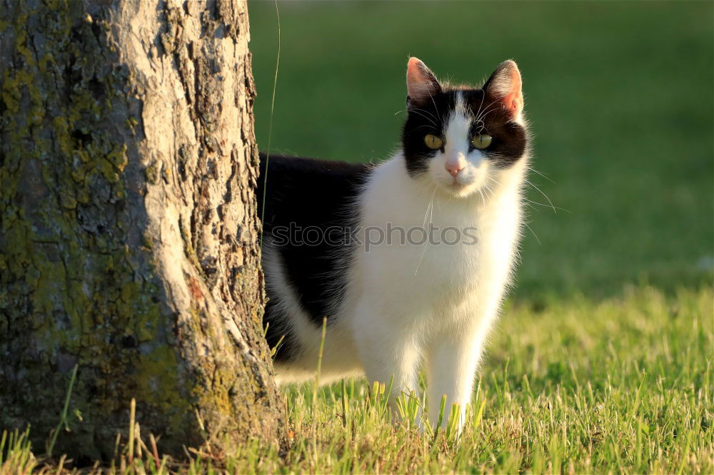 Similar – Image, Stock Photo Posing for the photographer