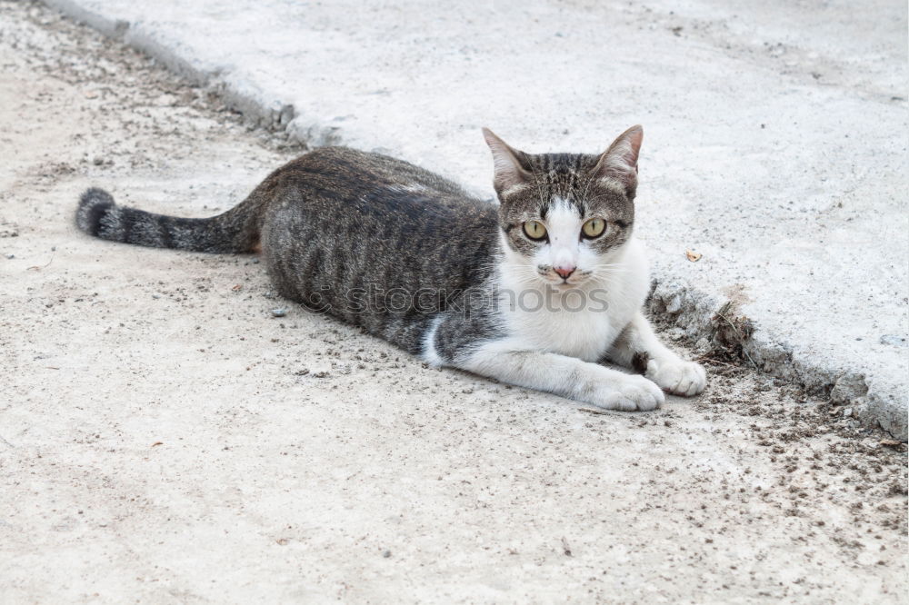 Similar – Image, Stock Photo Cat from above Black Gray