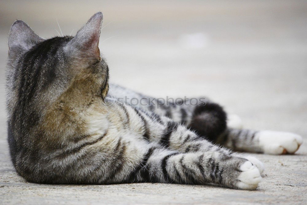 Similar – young cat looks curiously into a pool