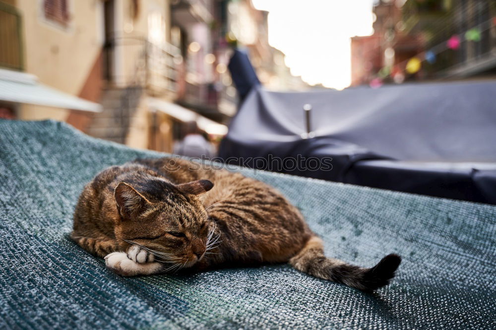 Similar – Image, Stock Photo Cuban cat Havana