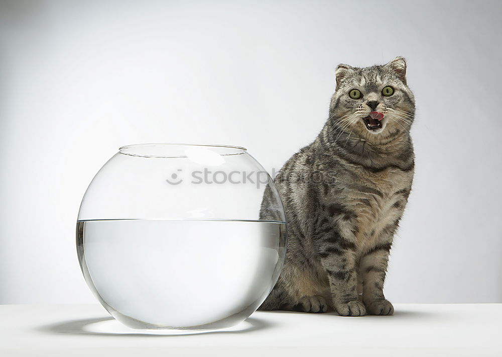 Similar – Image, Stock Photo Thirsty cats Beverage