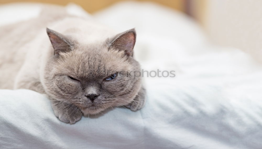 Similar – Foto Bild fino Tier Haustier Katze