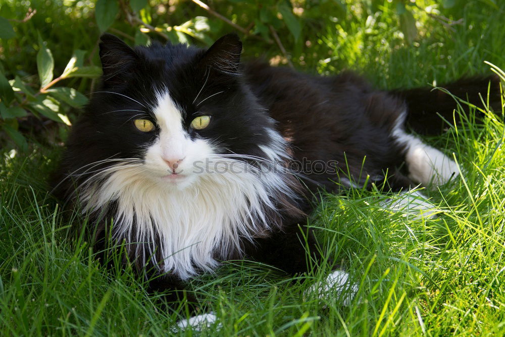 Image, Stock Photo dreamy Relaxation Animal