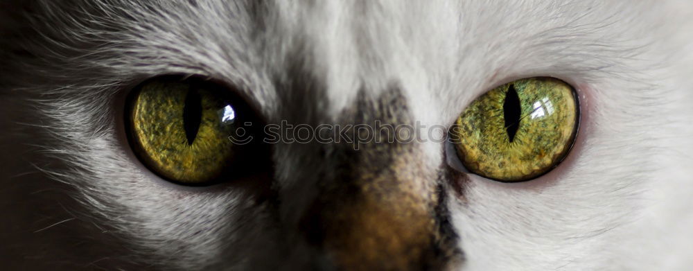 Similar – Snowy owl face III