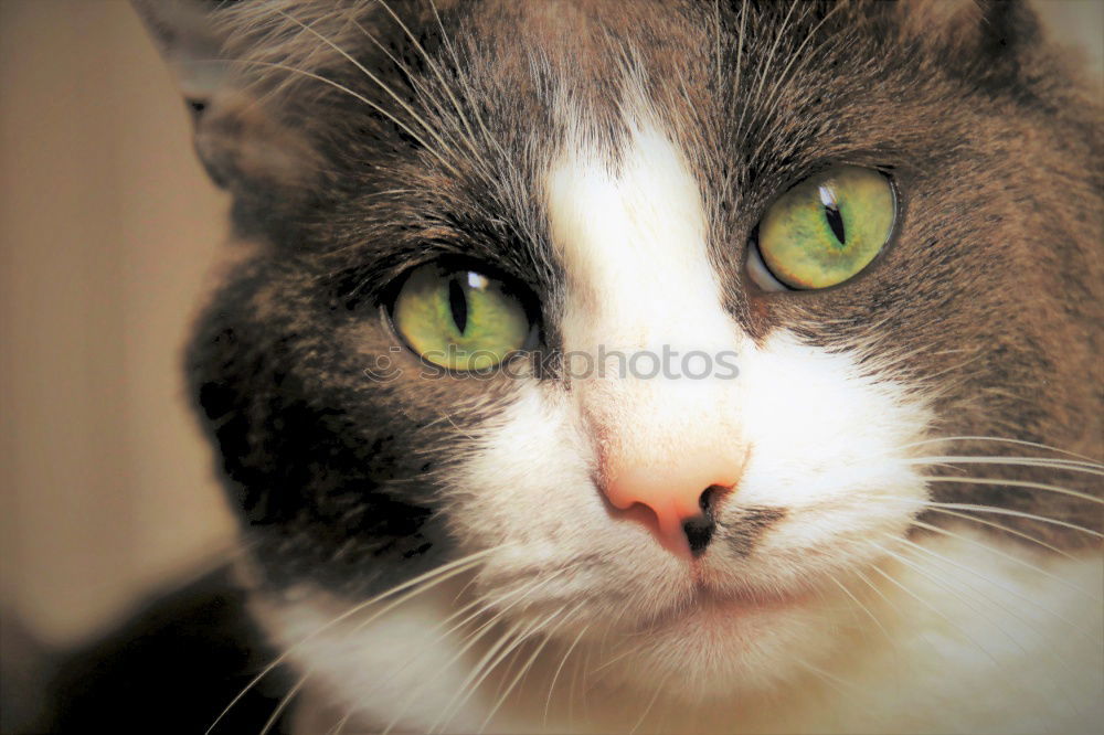 Similar – Image, Stock Photo Heart shaped man hands holding cat face