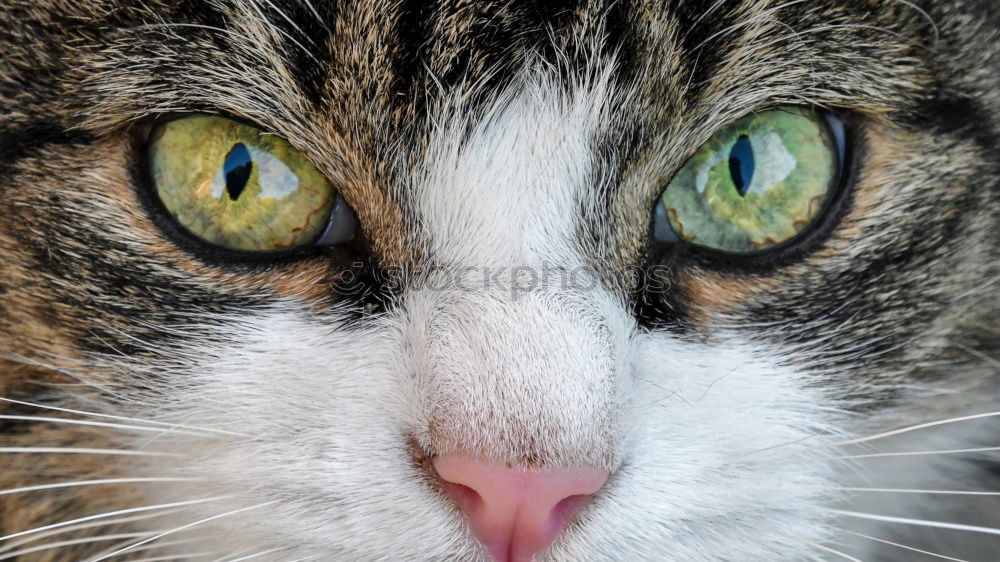 Similar – Image, Stock Photo Cat Miezi Pet Animal face