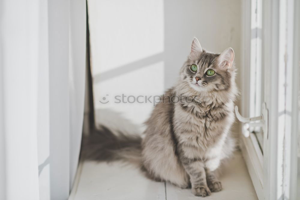 Similar – Image, Stock Photo Katze zwischen Blumen