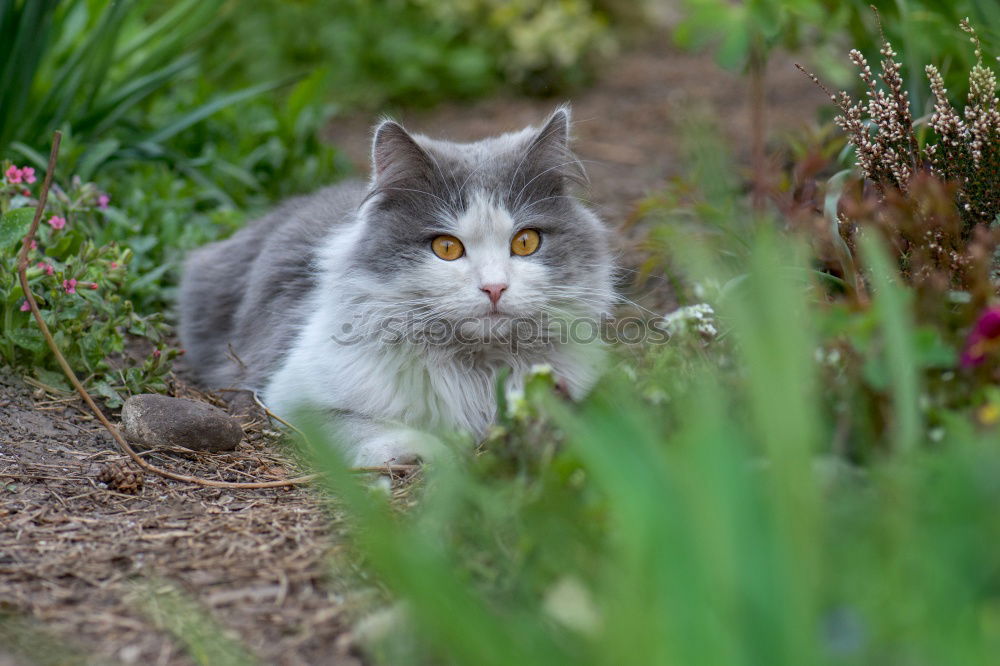 Similar – Image, Stock Photo Cat carries a dead mouse in the mouth after the mouse hunt