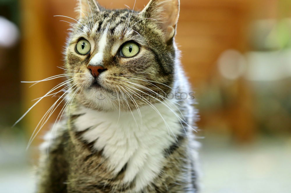 Similar – cute mottled cat Beautiful