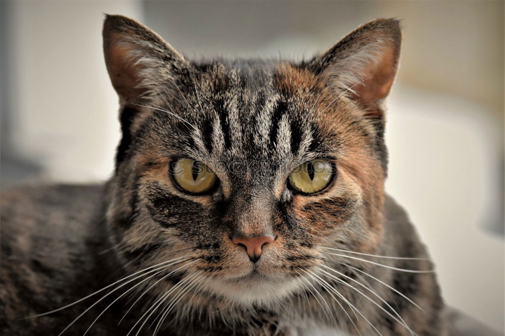 Image, Stock Photo Cat looks grumpy Animal