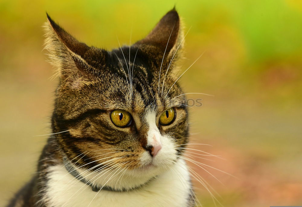 Similar – Young cat playing in the grass…