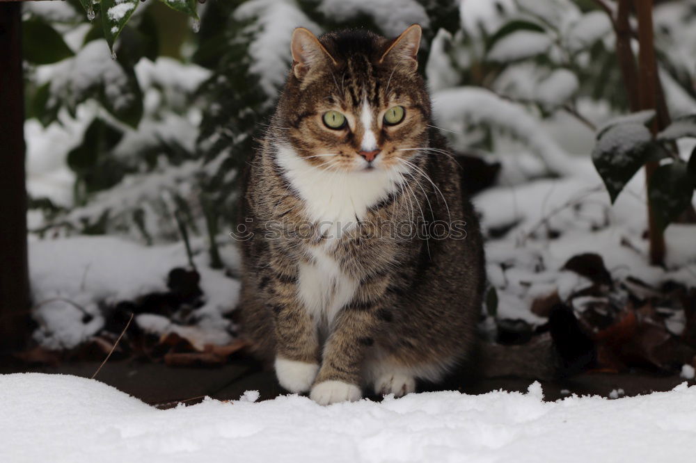 Similar – Image, Stock Photo Meow! Elegant Winter Ice