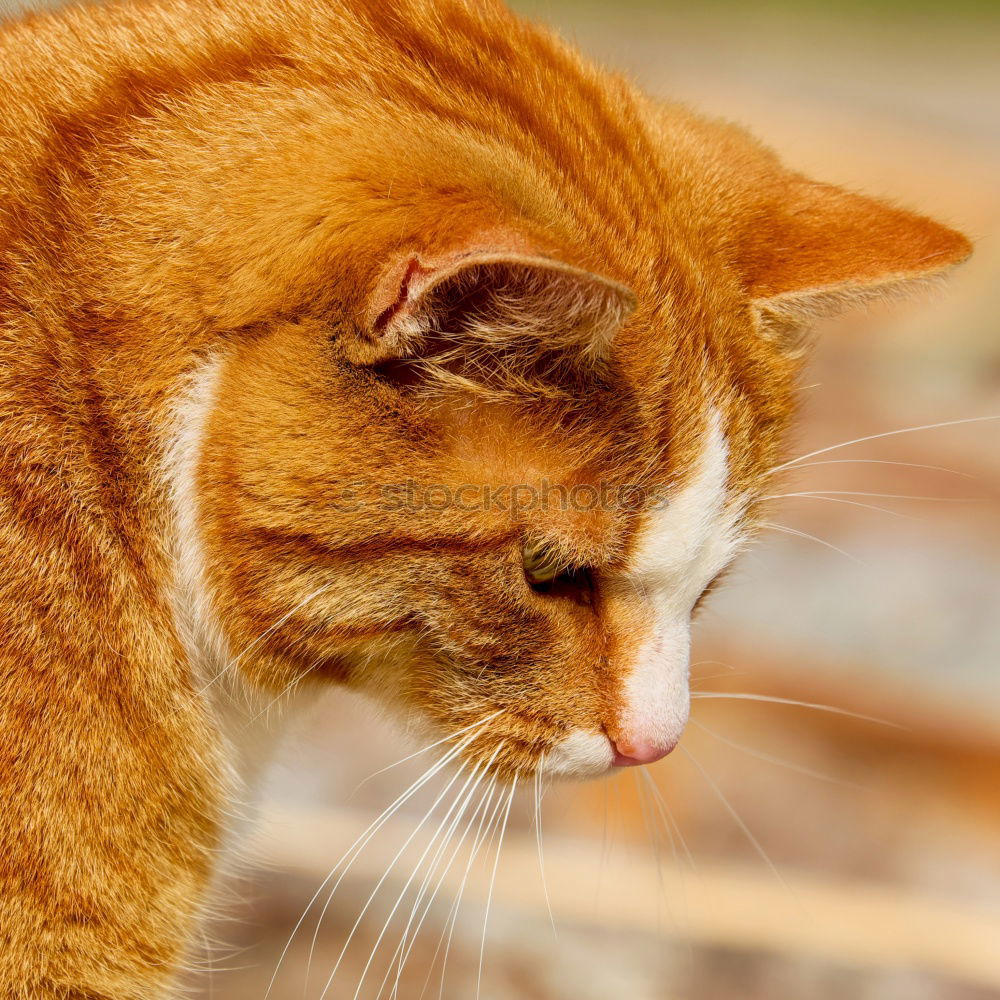 Similar – Image, Stock Photo red adult cat sleeps curled up