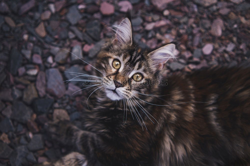 Similar – Foto Bild Katzenfutter