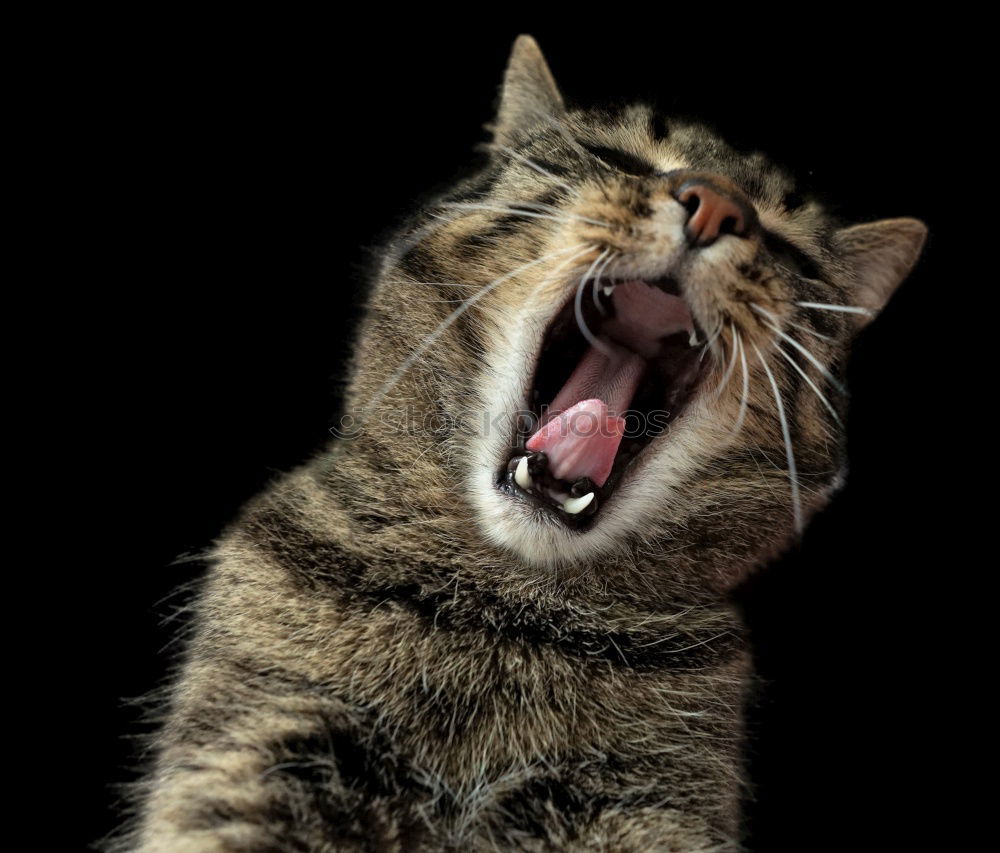 Similar – Image, Stock Photo I am very tired Cat Yawn