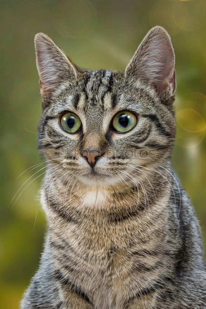 Similar – rot orange ingwer maine coon Kätzchen Porträt