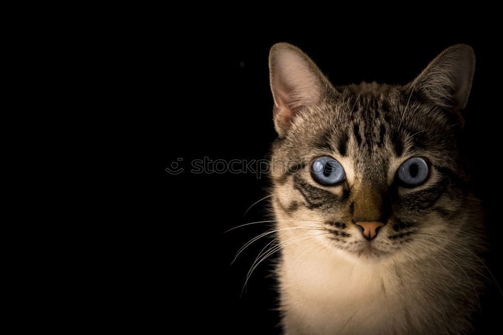 Similar – Image, Stock Photo cat