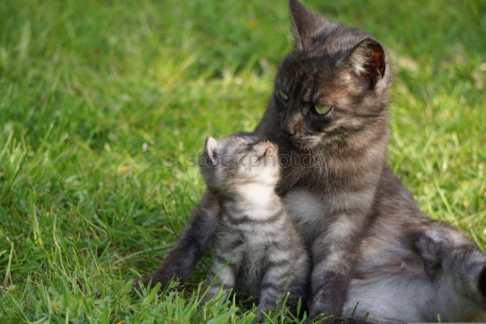 Similar – Foto Bild katzen und kinder .. Kind