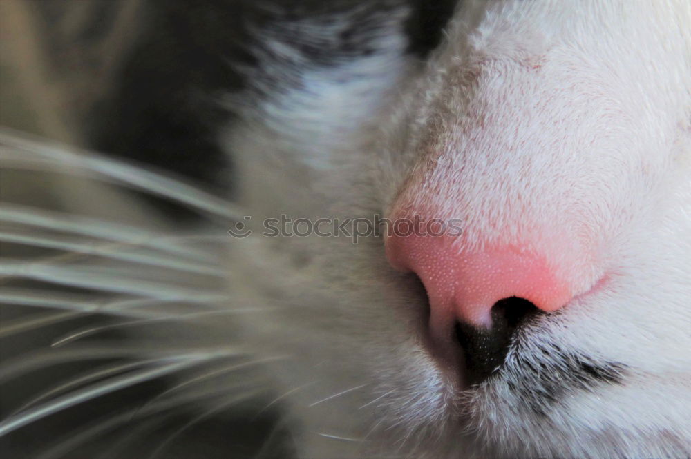 Similar – Image, Stock Photo cat Cat Pelt