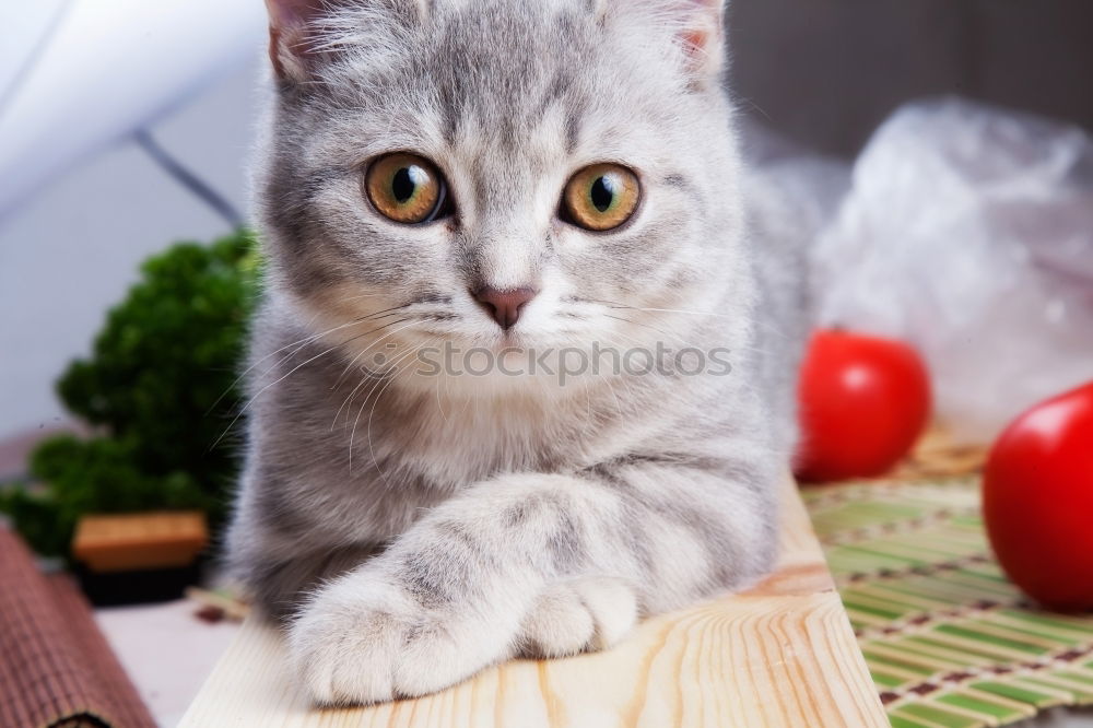 Similar – Image, Stock Photo cats… Animal Pet Cat