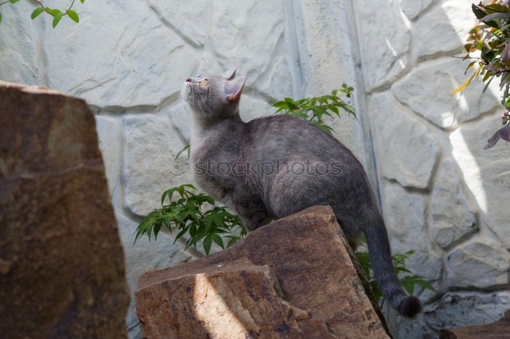 Image, Stock Photo Corsican Cat Environment