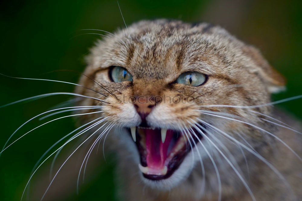 Similar – Image, Stock Photo Cat climbs and hunts on a tree