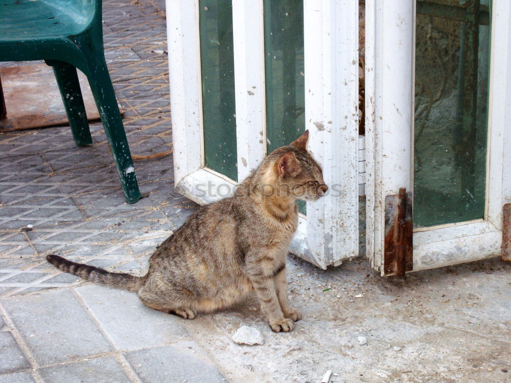 Similar – Image, Stock Photo Cuban street dog Deserted