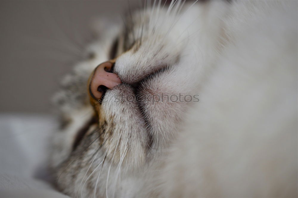 Similar – Image, Stock Photo relaxation Animal Pet Cat