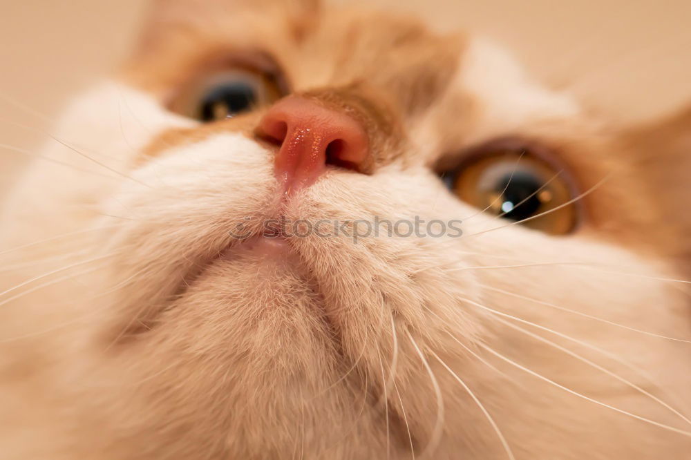 Similar – Image, Stock Photo Red Tiger 9 Pelt Cat