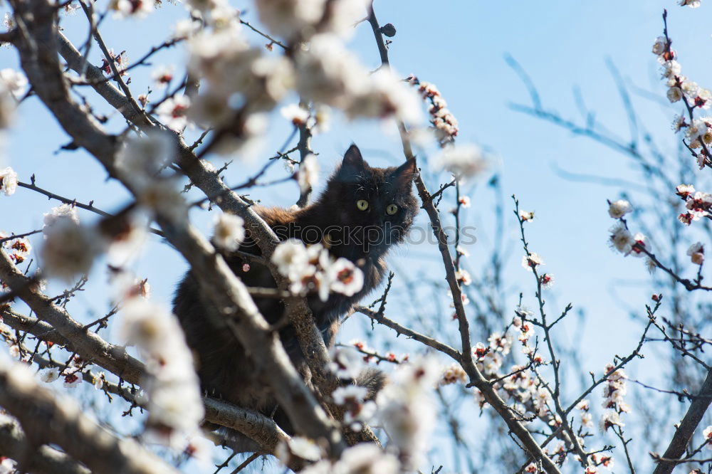 Similar – Image, Stock Photo Cat sitting on a tree between leaves