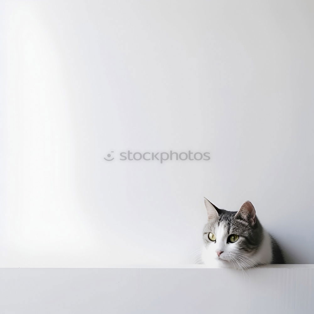 Image, Stock Photo On the lookout Animal Pet