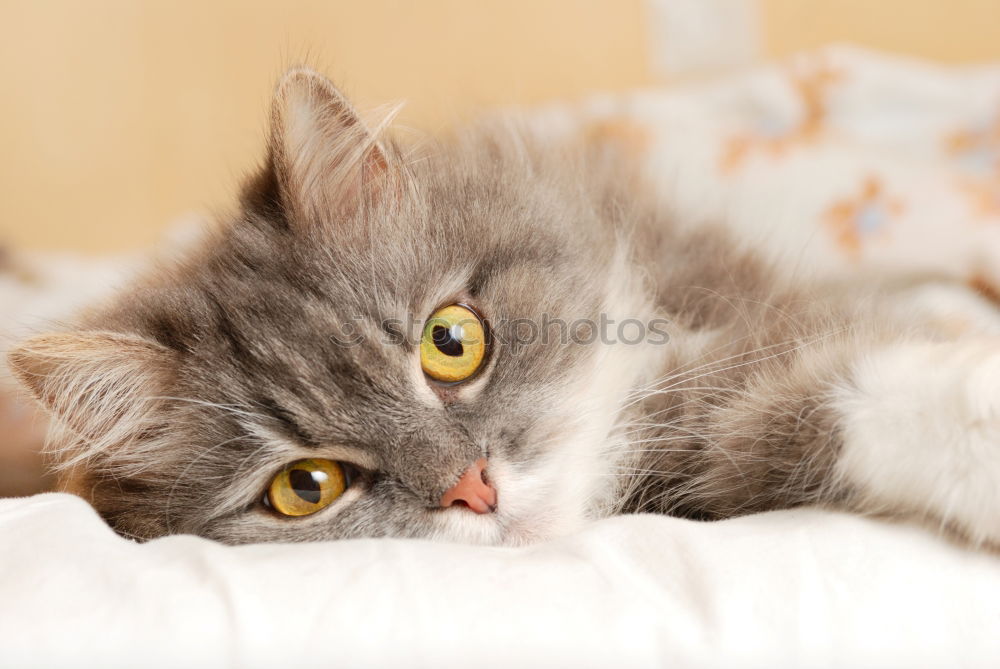 Similar – Image, Stock Photo Sweet funny cat in cat basket